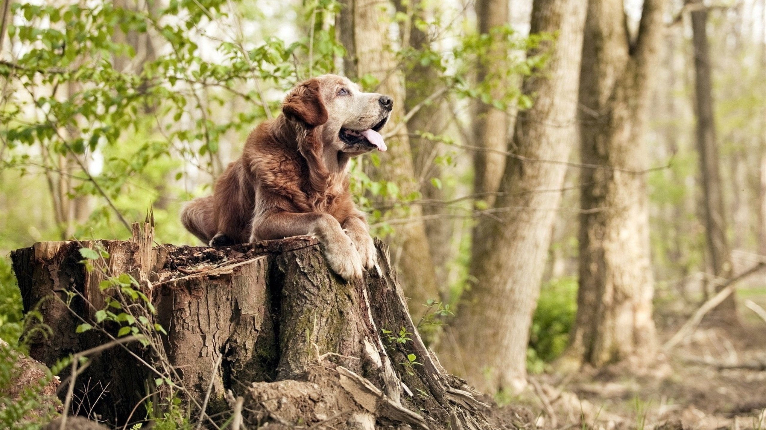 开云体育开云-中国女篮注重团队合作，中国女篮带队