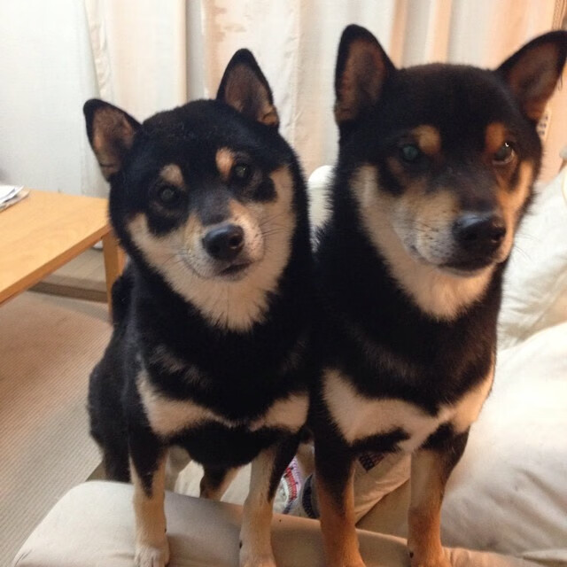 中国羽毛球公开赛再迎世界顶尖选手，羽毛球比赛中国公开赛