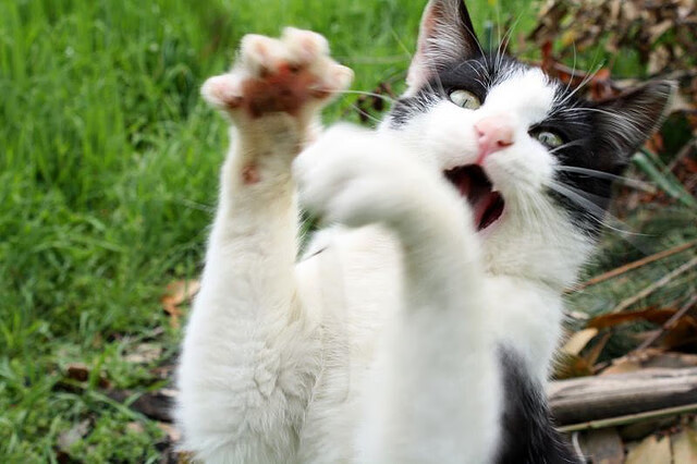 开云体育官方网入口-外援政策频繁调整引发不确定性，外援规划政策