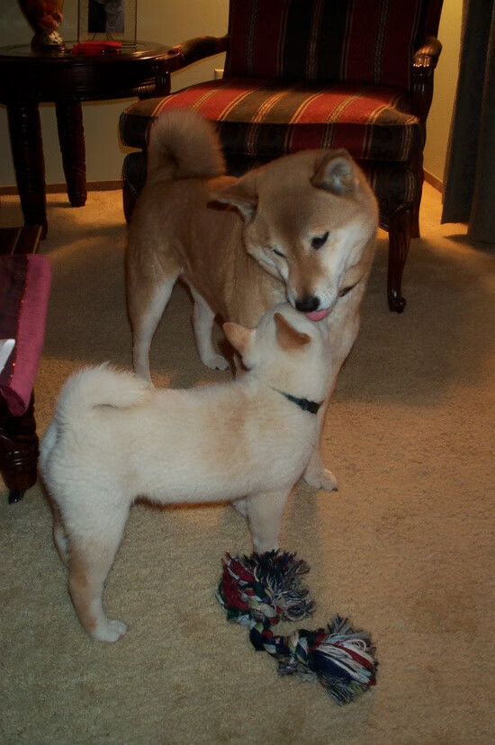 青少年武术竞技比赛引入动作评分新机制，全国青少年武术套路锦标赛规程