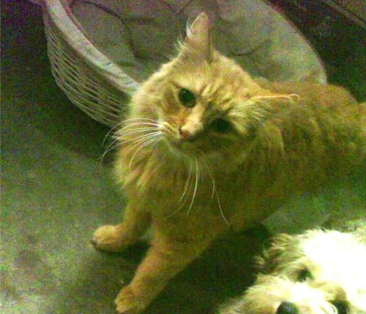 “尼古拉斯·桑特基的远射与精准控制,成就阿根廷美洲狮队的攻守平衡”