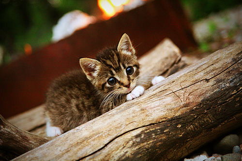 “尼古拉斯·桑特基的远射与精准控制,成就阿根廷美洲狮队的攻守平衡”