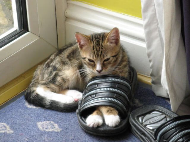 恩多比·恩乔引领南非队攻城拔寨,挑战世界冠军,恩多牧业官网