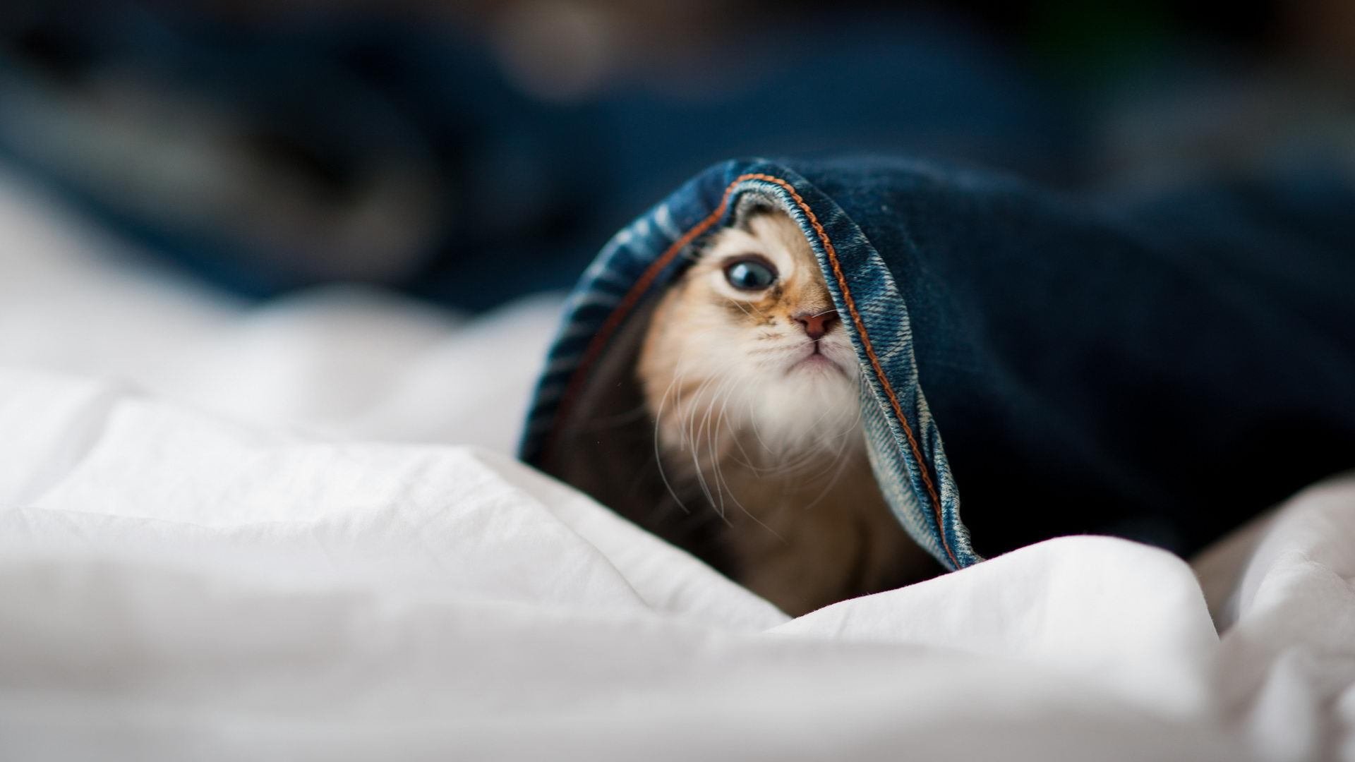 技术细腻 施瓦茨自由泳打出节奏美学，swolf自由泳